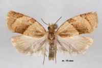Clepsis rurinana