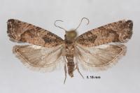 Acroclita subsequana
