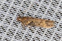 Scrobipalpa costella