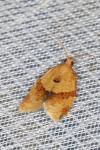 Clepsis consimilana