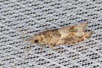 Crocidosema plebejana