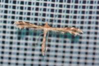 Oxyptilus distans