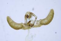 Zeiraphera griseana