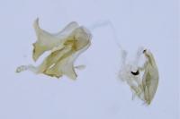 Aproaerema cinctella