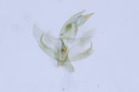 Borkhausenia fuscescens