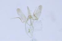 Phyllonorycter rajella