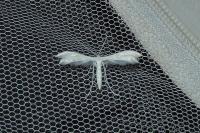 Pterophorus pentadactylus