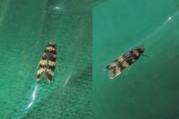 Oegoconia