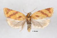 Clepsis pallidana