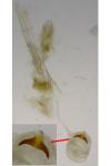 Argyresthia semitestacella