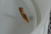 Argyresthia albistria