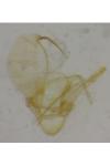 Phyllonorycter acerifoliella