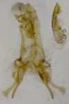 Gelechia sabinella