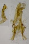Gelechia sabinella