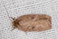 Agonopterix scopariella