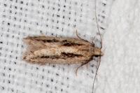 Mirificarma mulinella