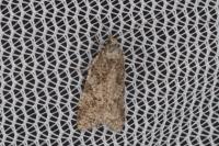 Cnephasia incertana