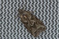 Cnephasia cupressivorana