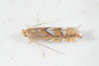 Phyllonorycter belotella