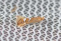 Phyllonorycter belotella