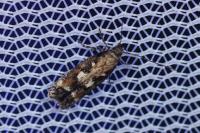 Caryocolum marmoreum marmoreum