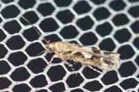 Caryocolum marmoreum marmoreum