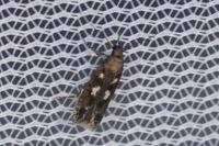 Caryocolum marmoreum marmoreum