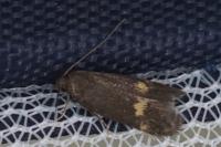 Borkhausenia minutella