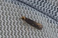 Monopis nigricantella