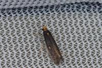 Monopis nigricantella