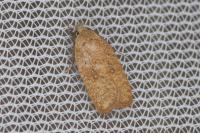 Agonopterix irrorata