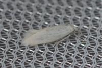 Elachista argentella
