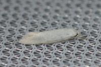 Elachista argentella