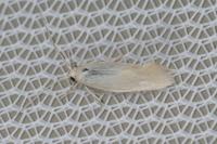 Elachista argentella