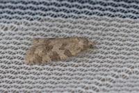 Cnephasia incertana