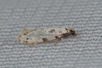 Nemapogon inconditellus