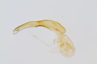Oxyptilus distans