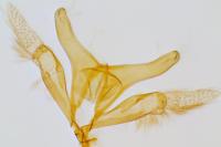 Oxyptilus distans