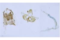 Coleophora alcyonipennella
