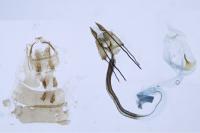 Coleophora alcyonipennella