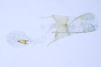 Bryotropha affinis
