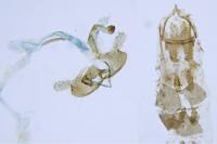 Coleophora deauratella