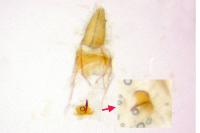 Oegoconia