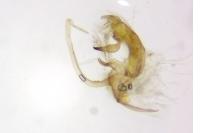 Bryotropha pallorella