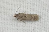 Bryotropha pallorella