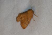 Apoda limacodes