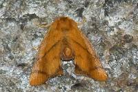 Apoda limacodes