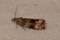 Celypha cespitana