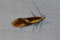Harpella forficella