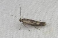 Scythris limbella